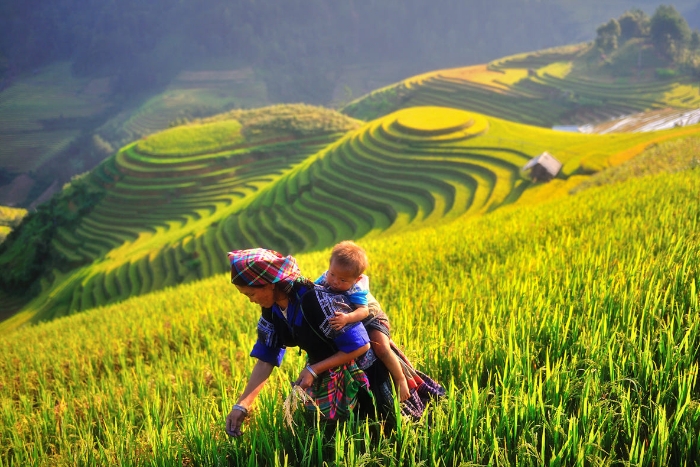 Golden rice terraces in Mu Cang Chai